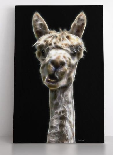 Abra Alpaca
