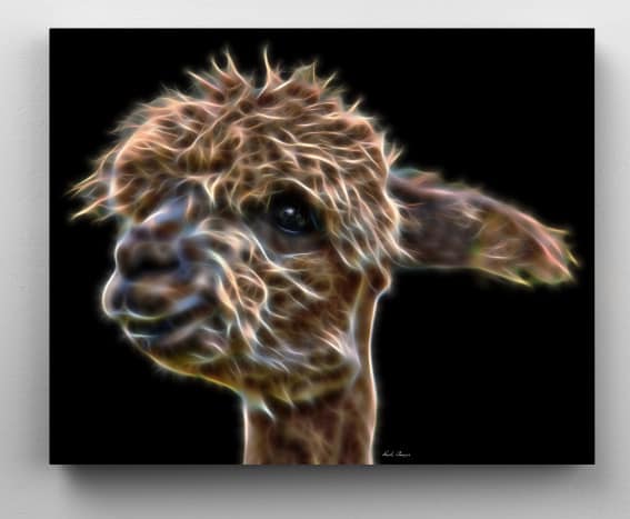 Alpaca for Days