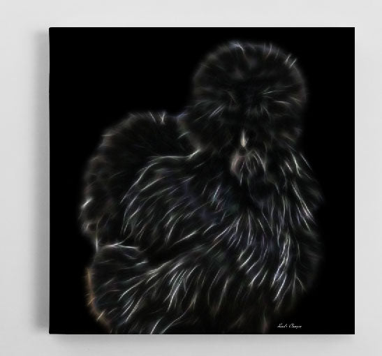 Black Silkie Beauty