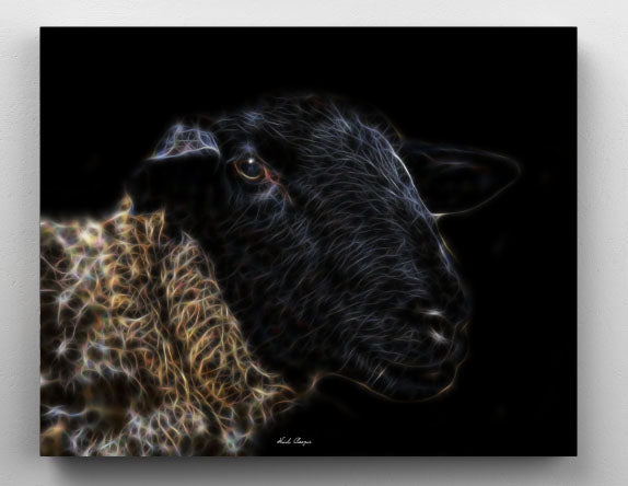 Darling Suffolk Ewe