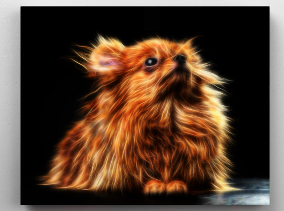 Heavenly Gaze - Pomeranian