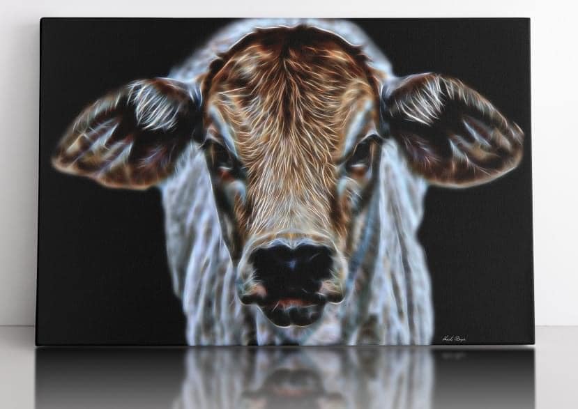 Brahma Calf
