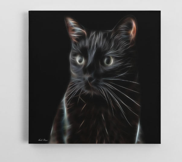 Zeus - The Cat