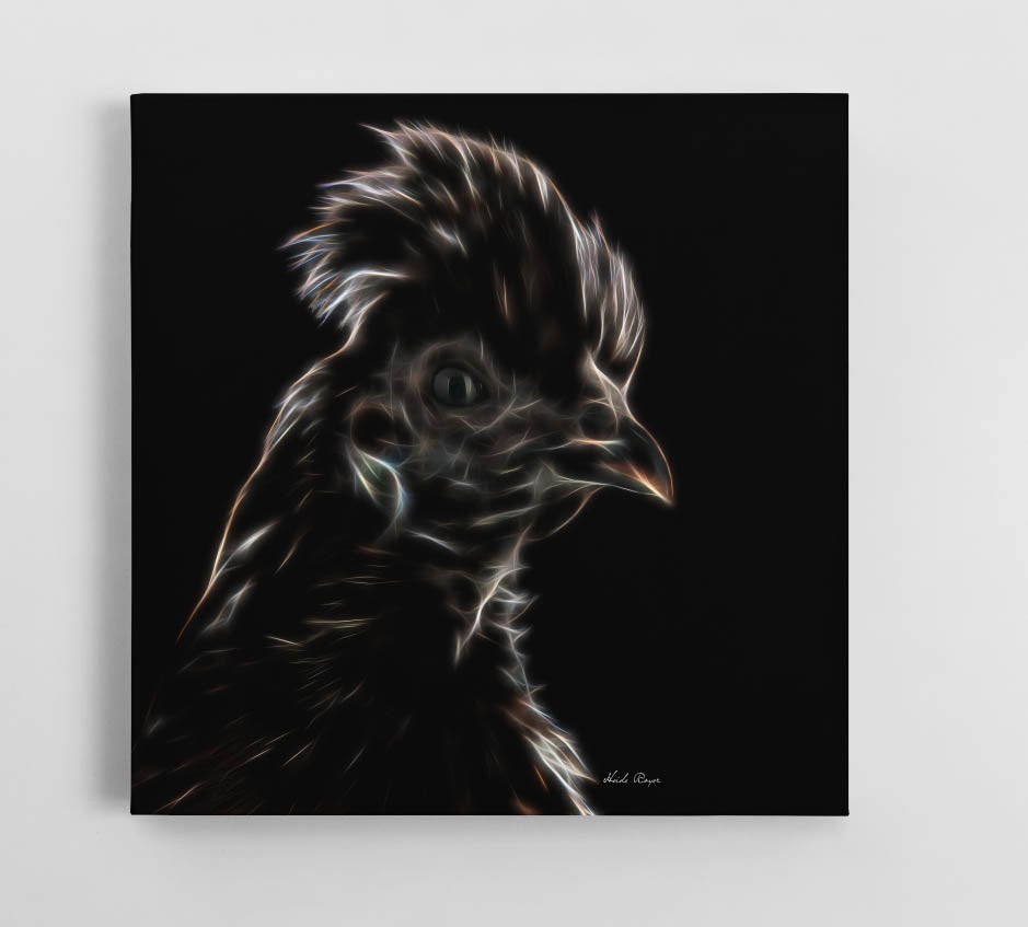 Black Silkie Hen