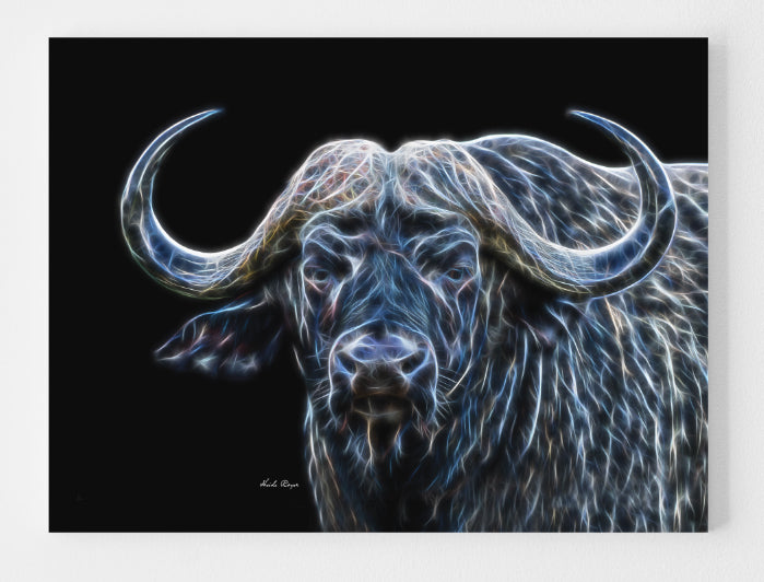 African Cape Buffalo