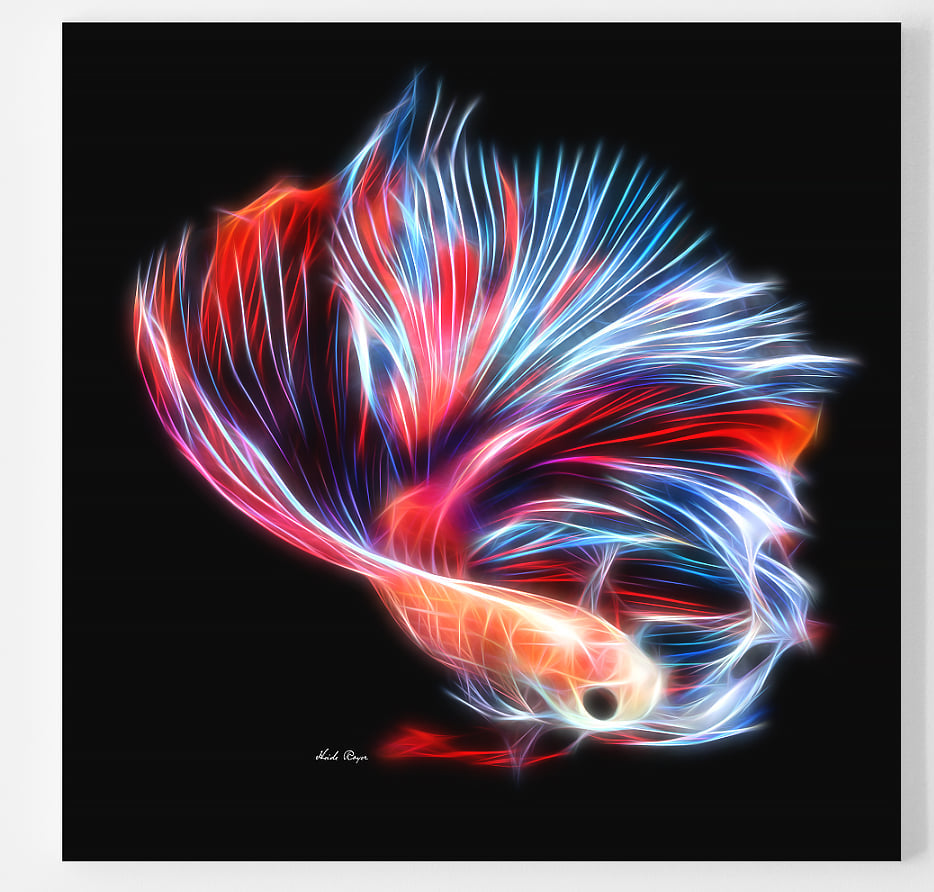 Colorful Betta
