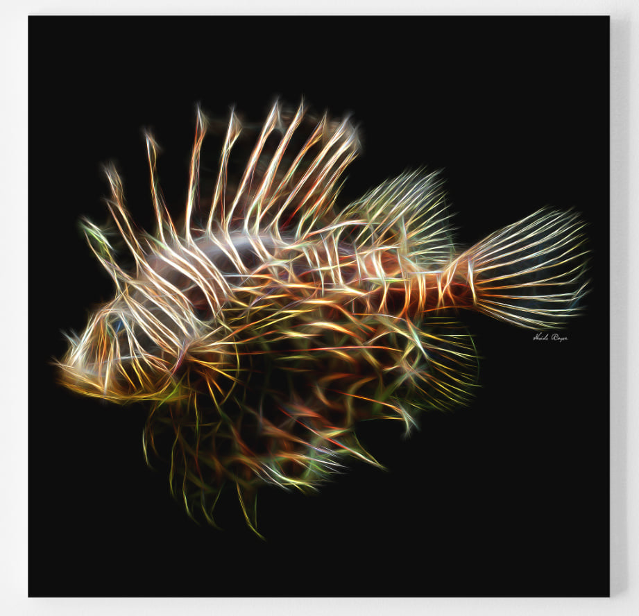 Lionfish