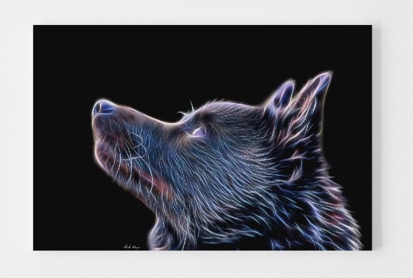 Heavenly Gaze - Schipperke