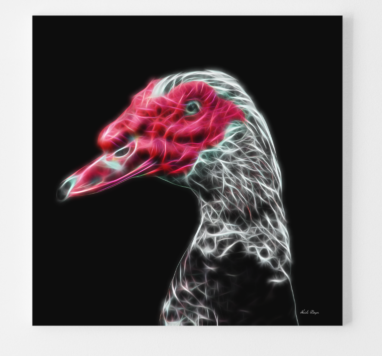 The Muscovy