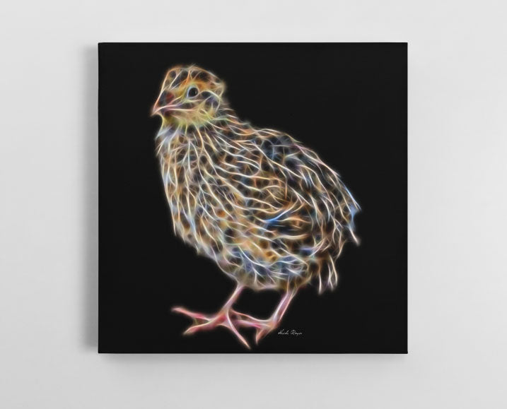 Quail Abound