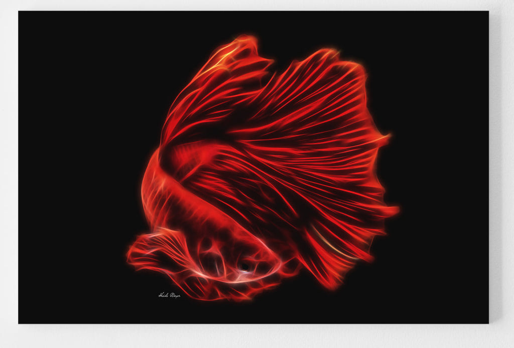 Red Betta