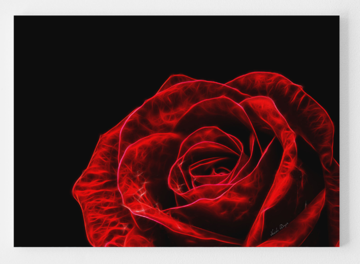 Red Rose