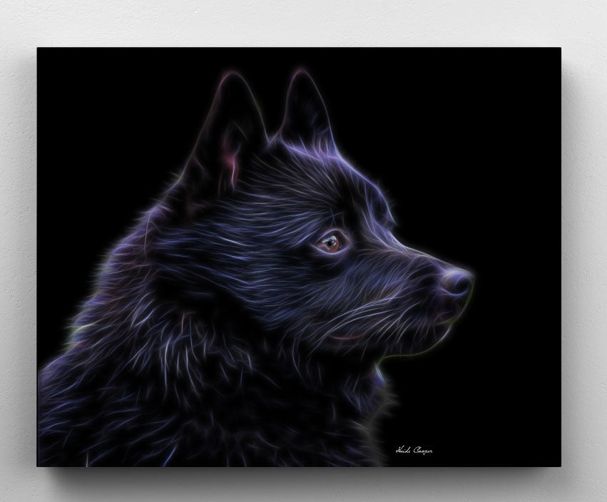 Schipperke " The Choice"