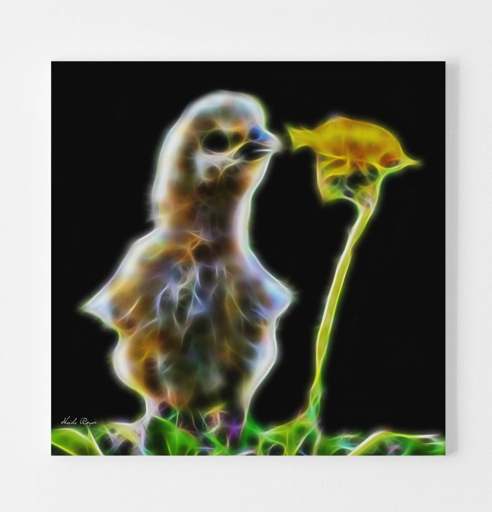 Sniffing Silkie Chick