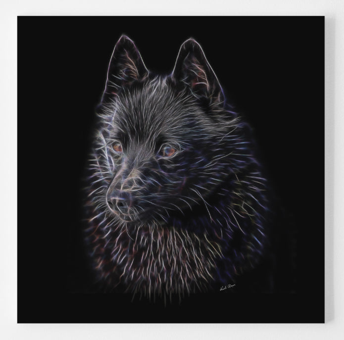 The Leader - Schipperke Magnificence