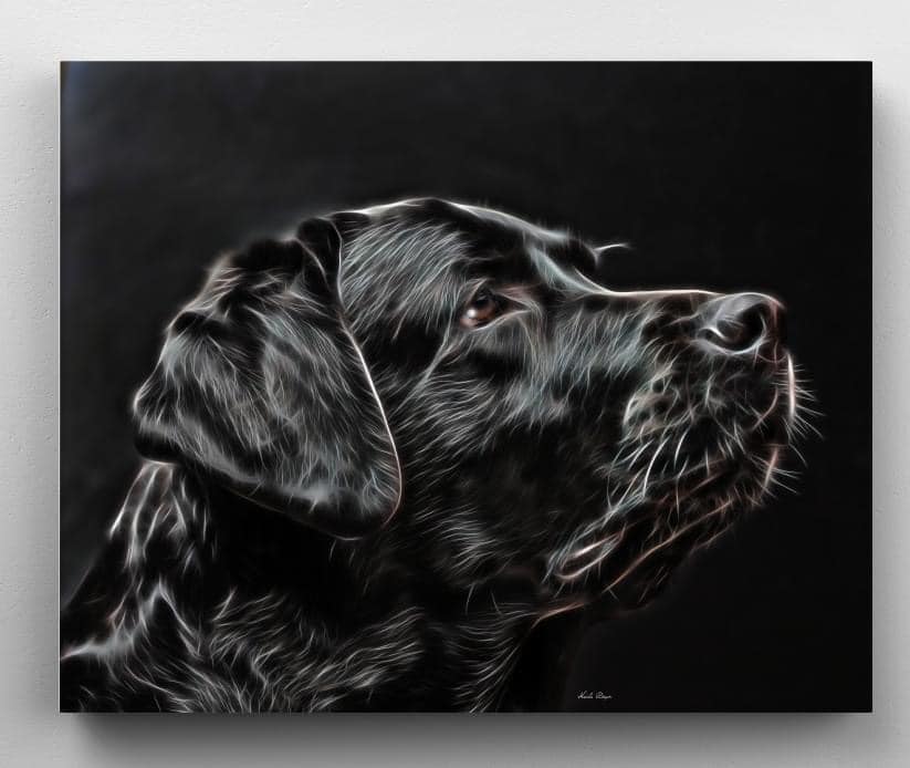 Black Labrador Retriever
