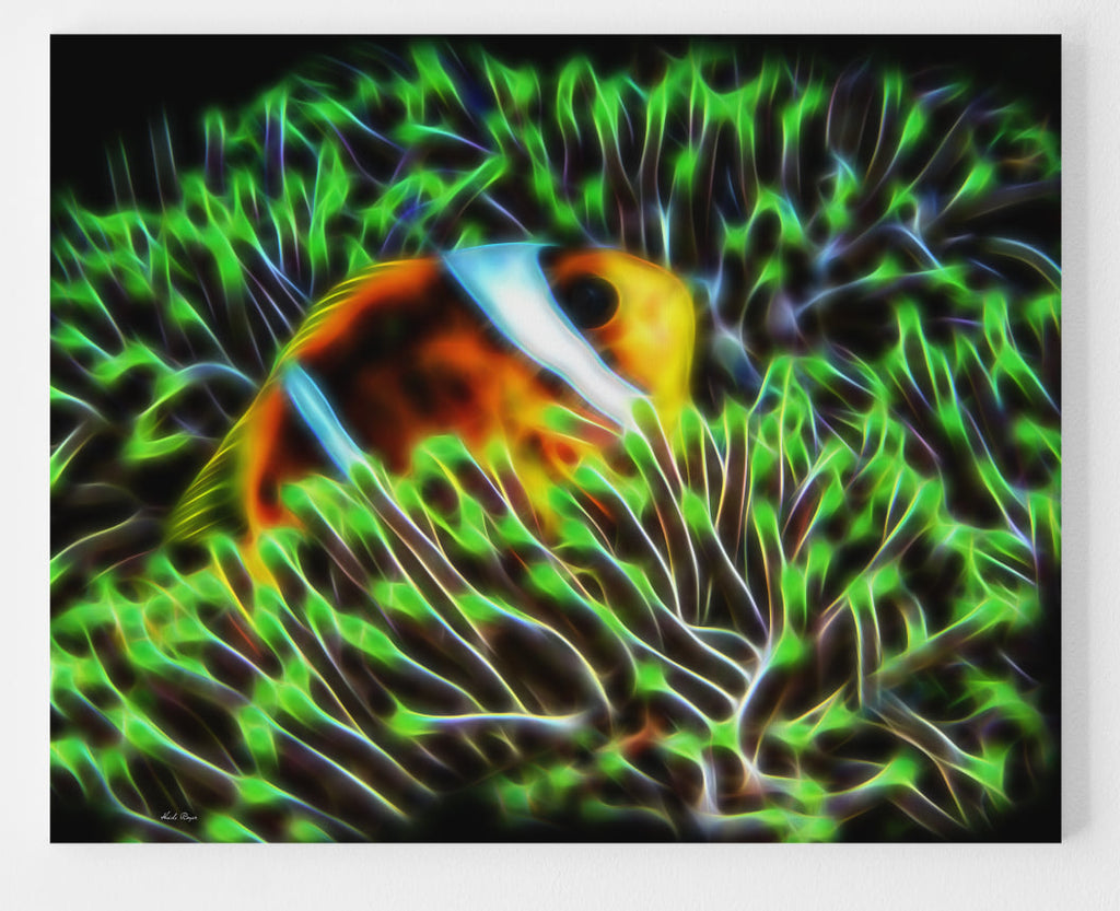 Peek-A-Boo Clownfish