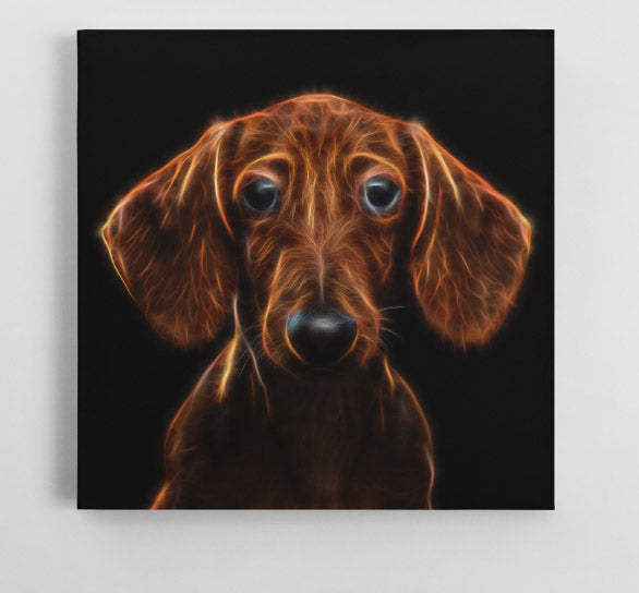 Dachshund Dazzle
