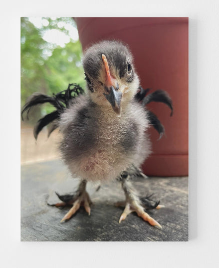 Pretzel The Amazing Little Chicken - The Beginning on Canvas
