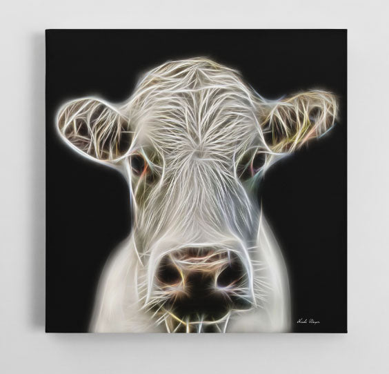 White Angus Cow