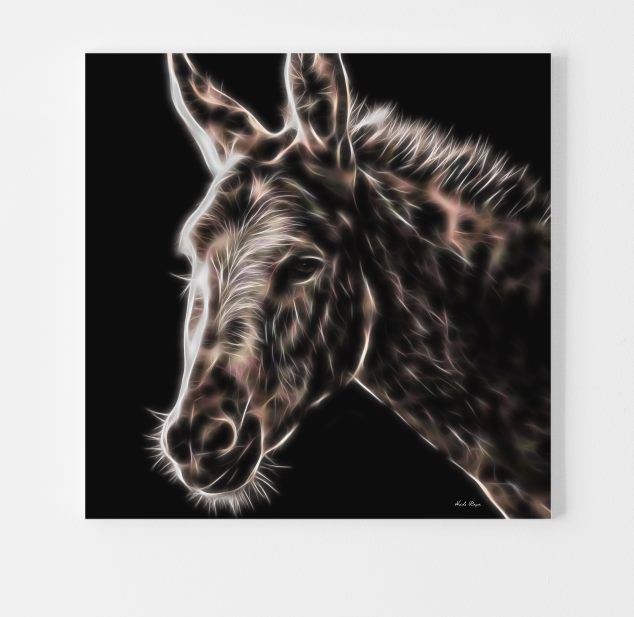 White Donkey