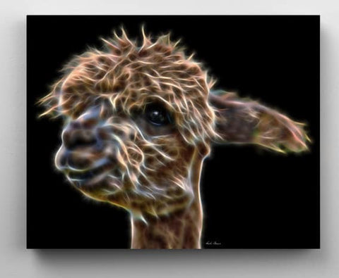 Alpaca for Days