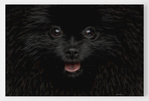 Black Pomeranian - The Surprise