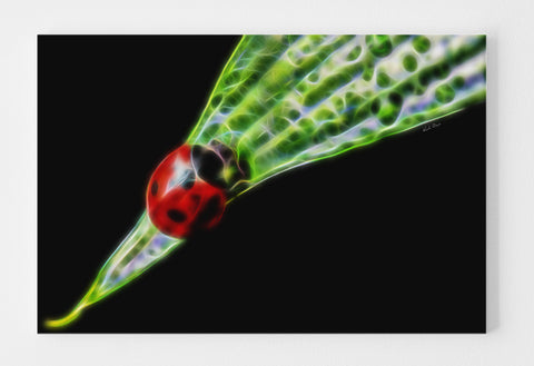 Ladybug Stalker