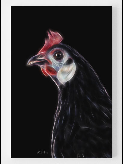 Exotic and Rare - White faced Black Spanish Hen