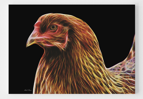 Ameraucana Hen - The blue egg laying chicken