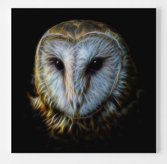 The Barn Owl - Two versions