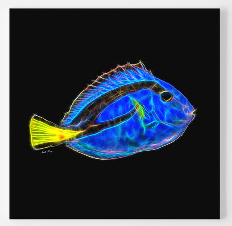 Blue Tang