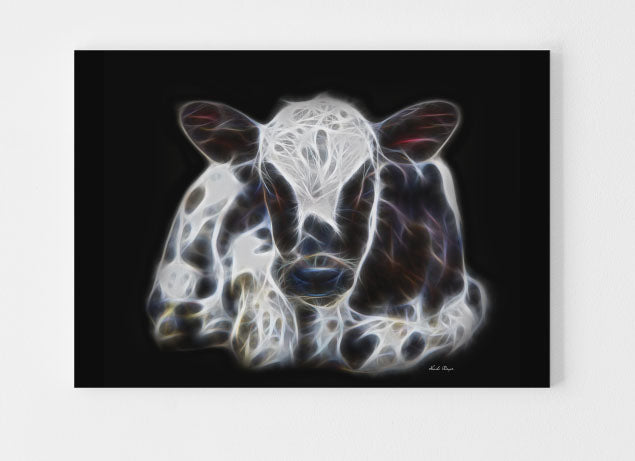Holstein Calf Laying Down