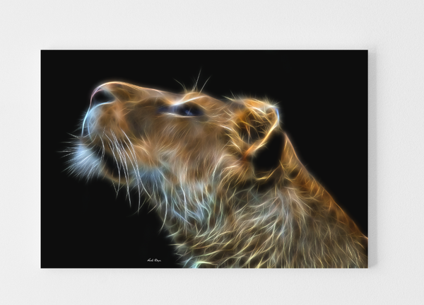 Loving Gaze - Lion Version