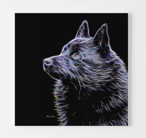 Loving Gaze - Schipperke