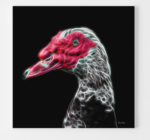 The Muscovy