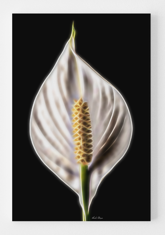 The Peace Lily