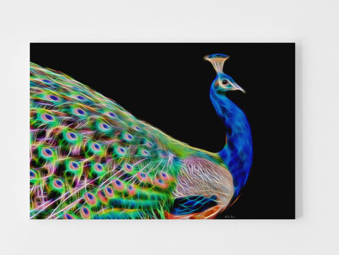 Gorgeous Peacock Side Body View