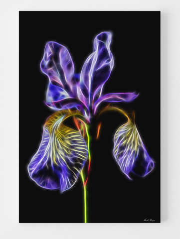 Purple Iris