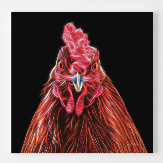 Rhode Island Red Hen - The Staredown