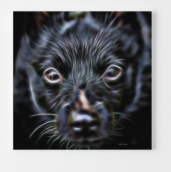 Essence of a Schipperke