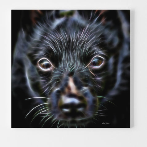 Essence of a Schipperke