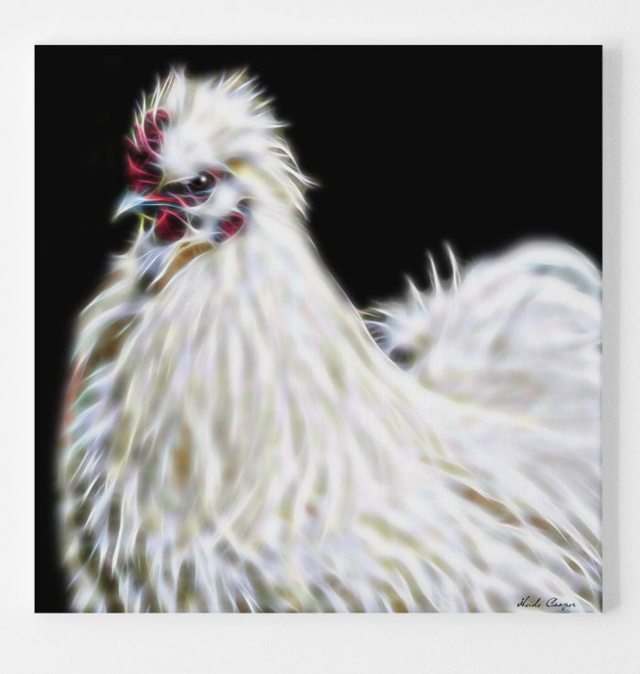 White Silkie Rooster