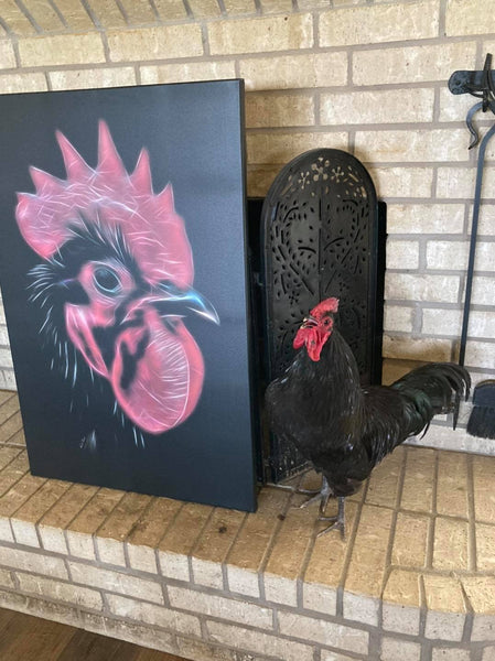 Stallone - The Black Maran Rooster