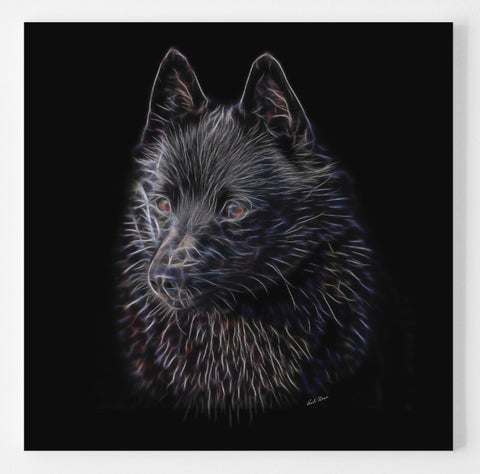 The Leader - Schipperke Magnificence