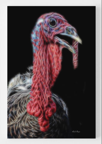 Turkey Tom Solo