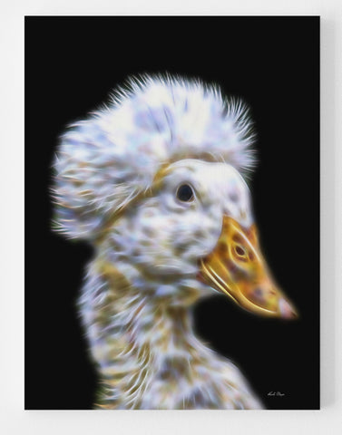 White Crested Pekin Duck