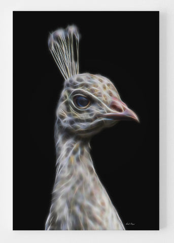 White Peacock - Profile of Elegance