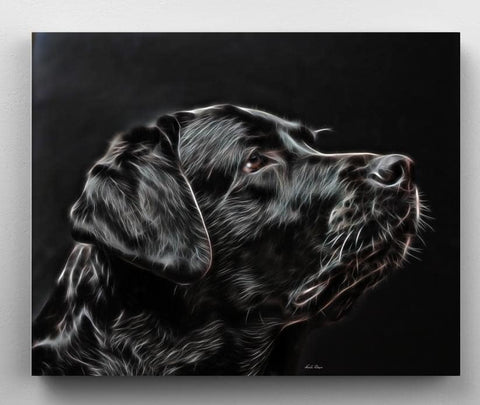Black Labrador Retriever
