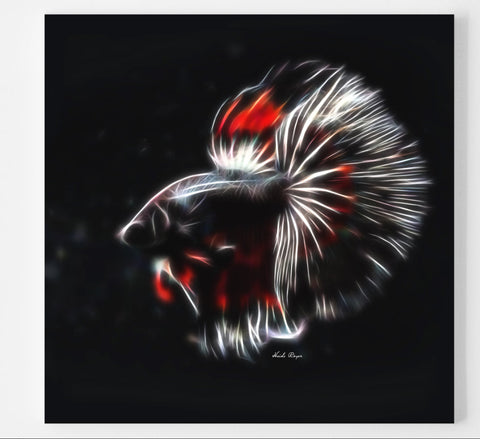 Red and White Betta